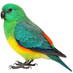 Parakeets (Medium)